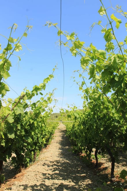 Experience the Minoan grapes at a local vineyard 5