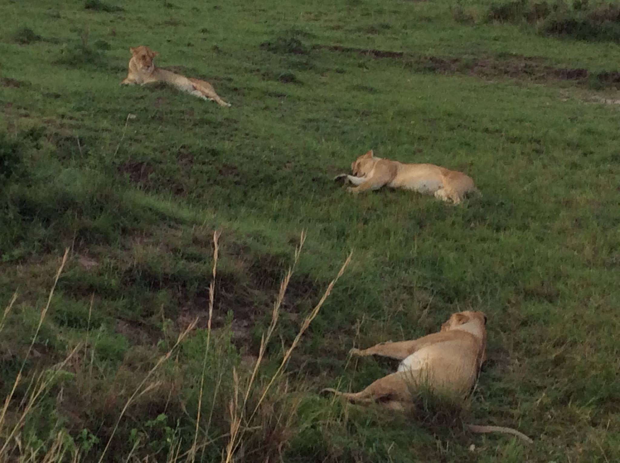 Lioness resting after meal- Masai Mara
