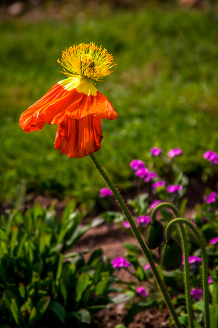 Stroll in the Jardin des Plantes (Botanical Garden) 7