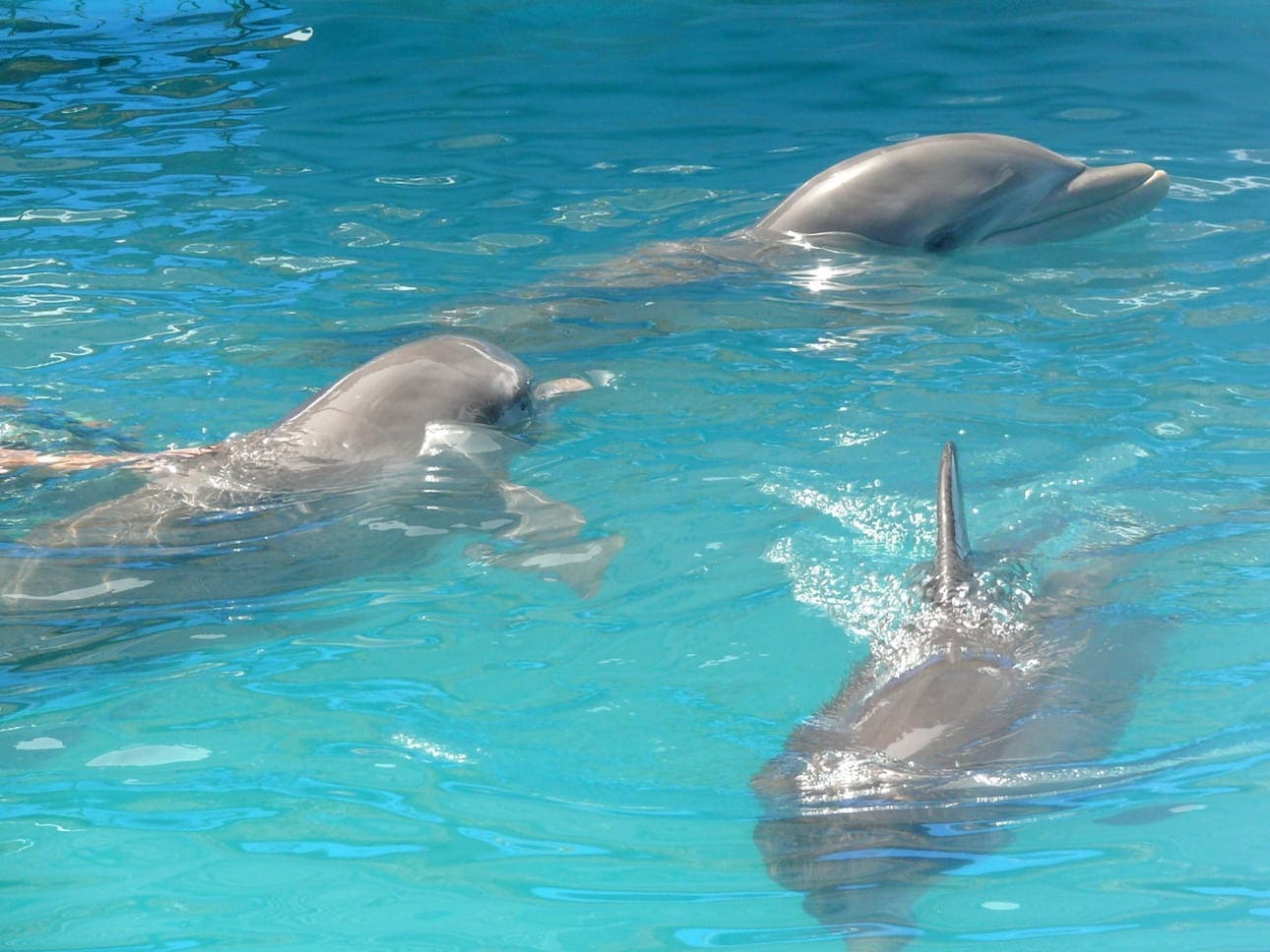 Three dolphins swimming together in a turquoise pool at Dolphin Island Park, Punta Cana, Dominican Republic.
