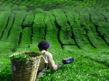 Cameron Highlands and Ipoh Day Private Tour