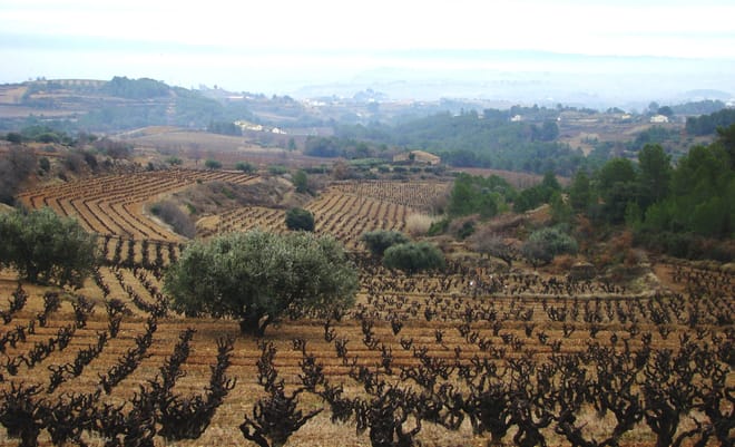 Visit to winery with wine tasting and grilled menu   8