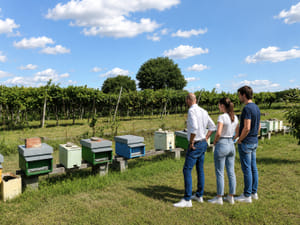 Beekeeping Farm Tour and Tasting Experience