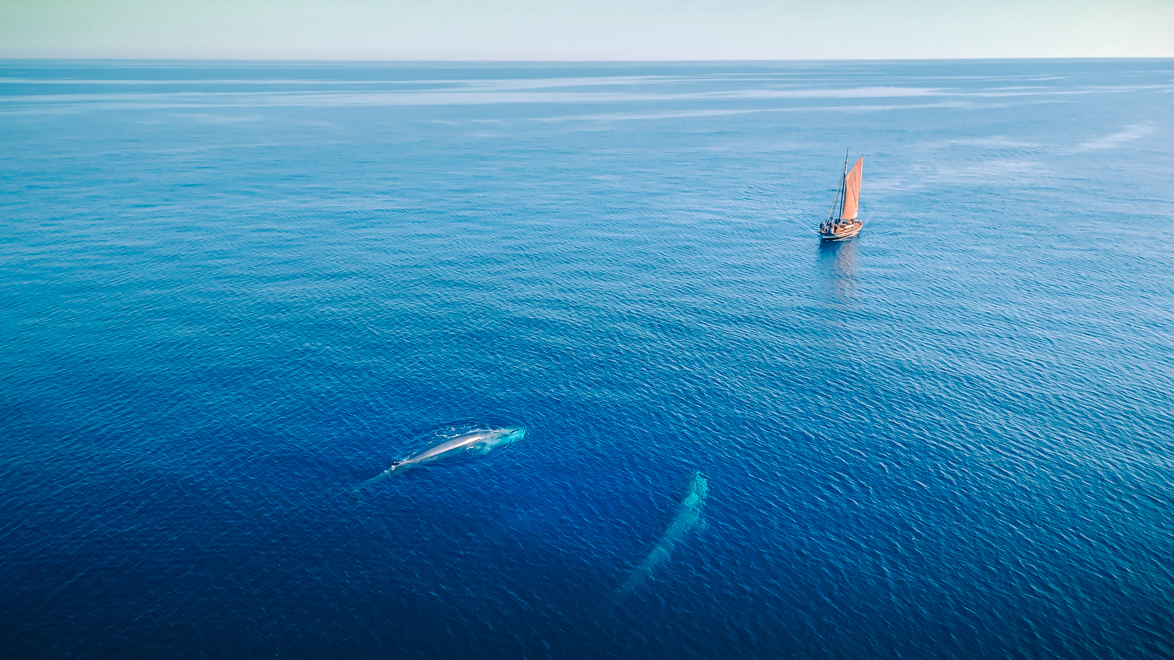 Avistamiento de Cetáceos y Fauna Marina – Barcelona