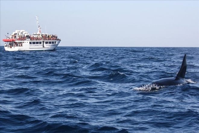 Dolphin & Whale Watching Tour from Seville photo 6