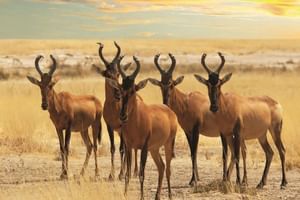 Cape Town,Overnight 2 Days Safari Tour & Accommodation