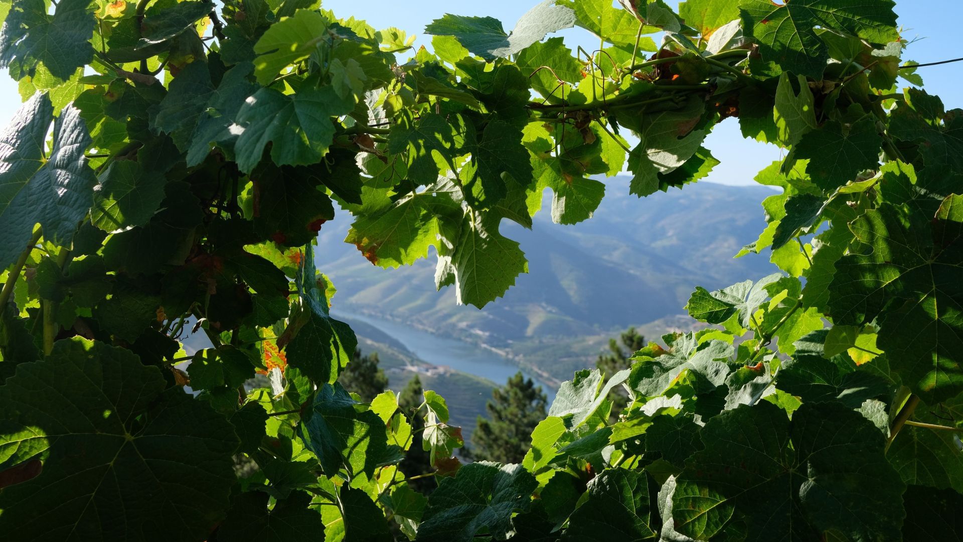 Vine leaves shaped like a heart in the heart of the Douro Valley on Cooltour Oporto's Douro Valley Tour from Porto