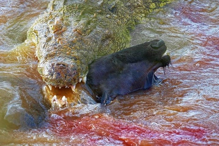 mara Crocs