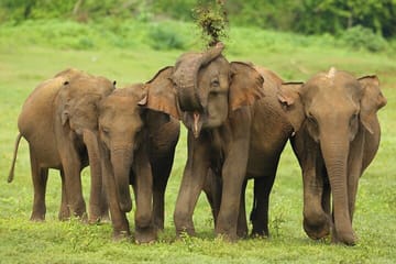 Udawalawe Safari Tour from Udawalawa