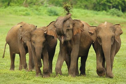 Udawalawe Safari Tour from Udawalawa