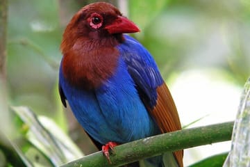 Sinharaja Rain Forest Tour from Tangalle