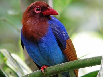 Sinharaja Rain Forest Adventure Tour from Tangalle