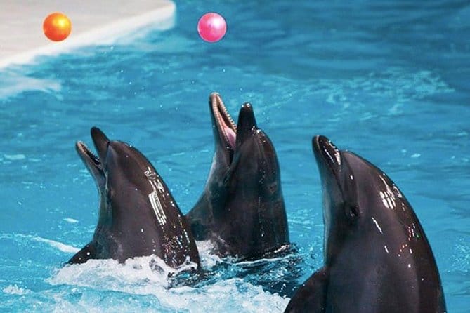 Dubai : The Dubai Dolphinarium Experience Splash into Fun!