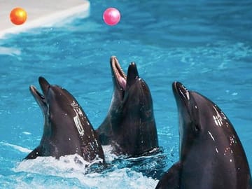 Dubai Dolphinarium Interactive Show at Creek Park