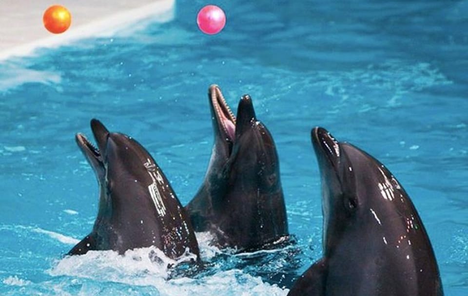 Dubai Dolphinarium Interactive Show at Creek Park