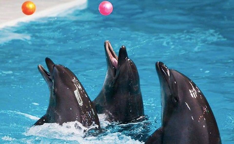 Dubai Dolphinarium Interactive Show at Creek Park