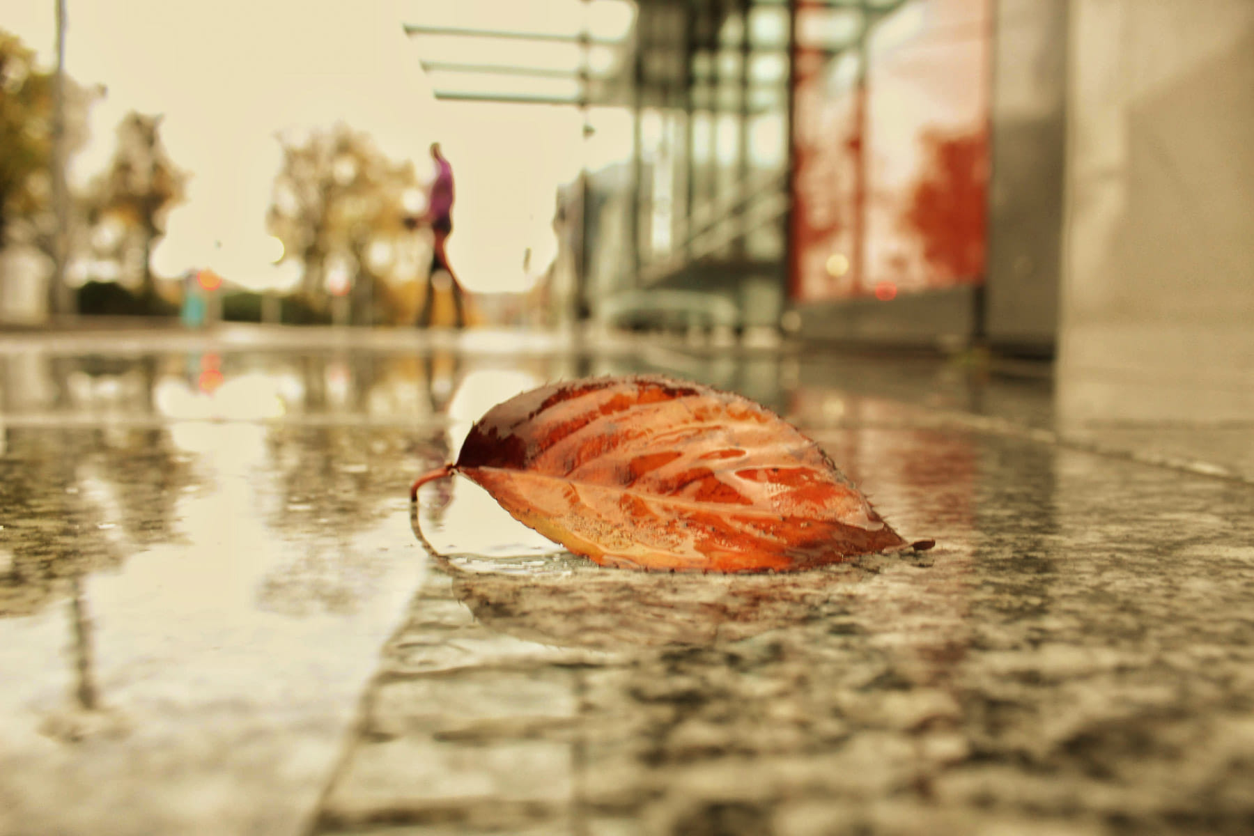 Leaf on wet pavement, illustrating detail-focused photography during the Bergen Photowalk.