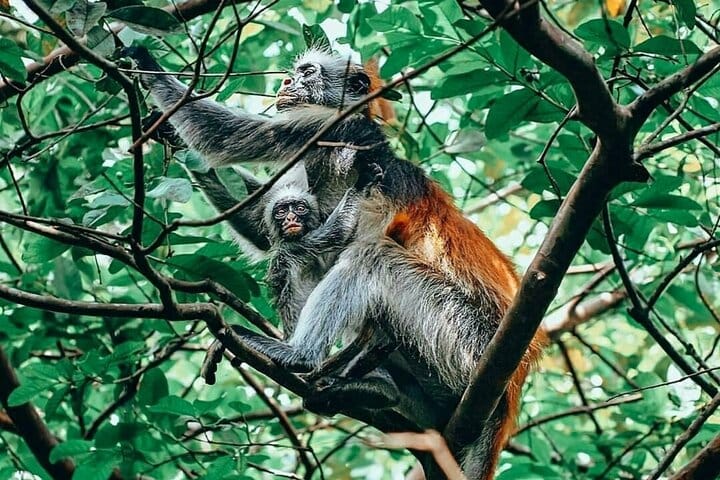 Zanzibar Swim with Dolphins and Turtles Visit at the Aquarium