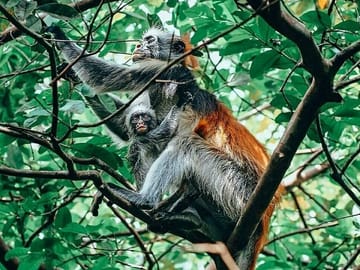 Maasai Culture and Jozani Forest Tour in Zanzibar
