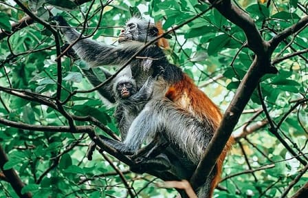 Zanzibar Maasai Culture, Jozani Forest and Salaam Cave Turtle