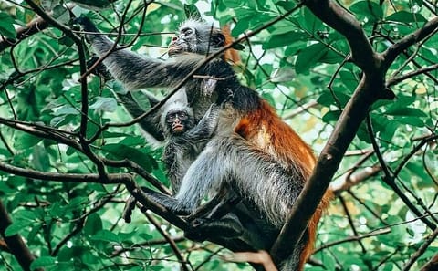 Maasai Culture and Jozani Forest Tour in Zanzibar