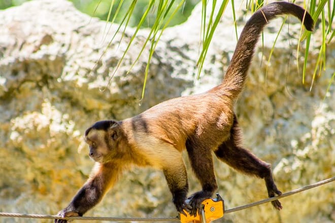 Family Adventure Day: Ziplining, Cenote Swim, Waterfall & Monkeys 2