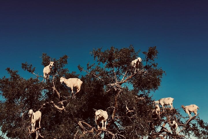 Marrakech to Essaouira shared Day Trip