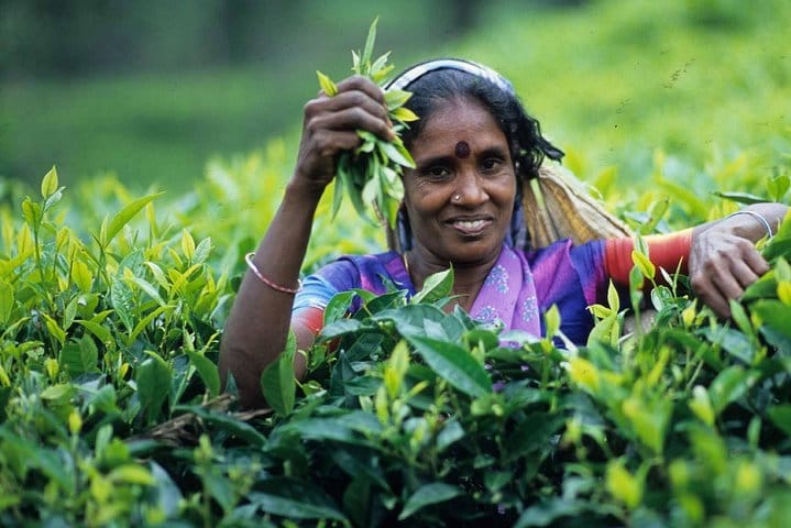 3 Days Hill Country Experience Sri Lanka