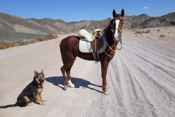 Horseback Riding Tour in the Desert and Beach of Hurghada