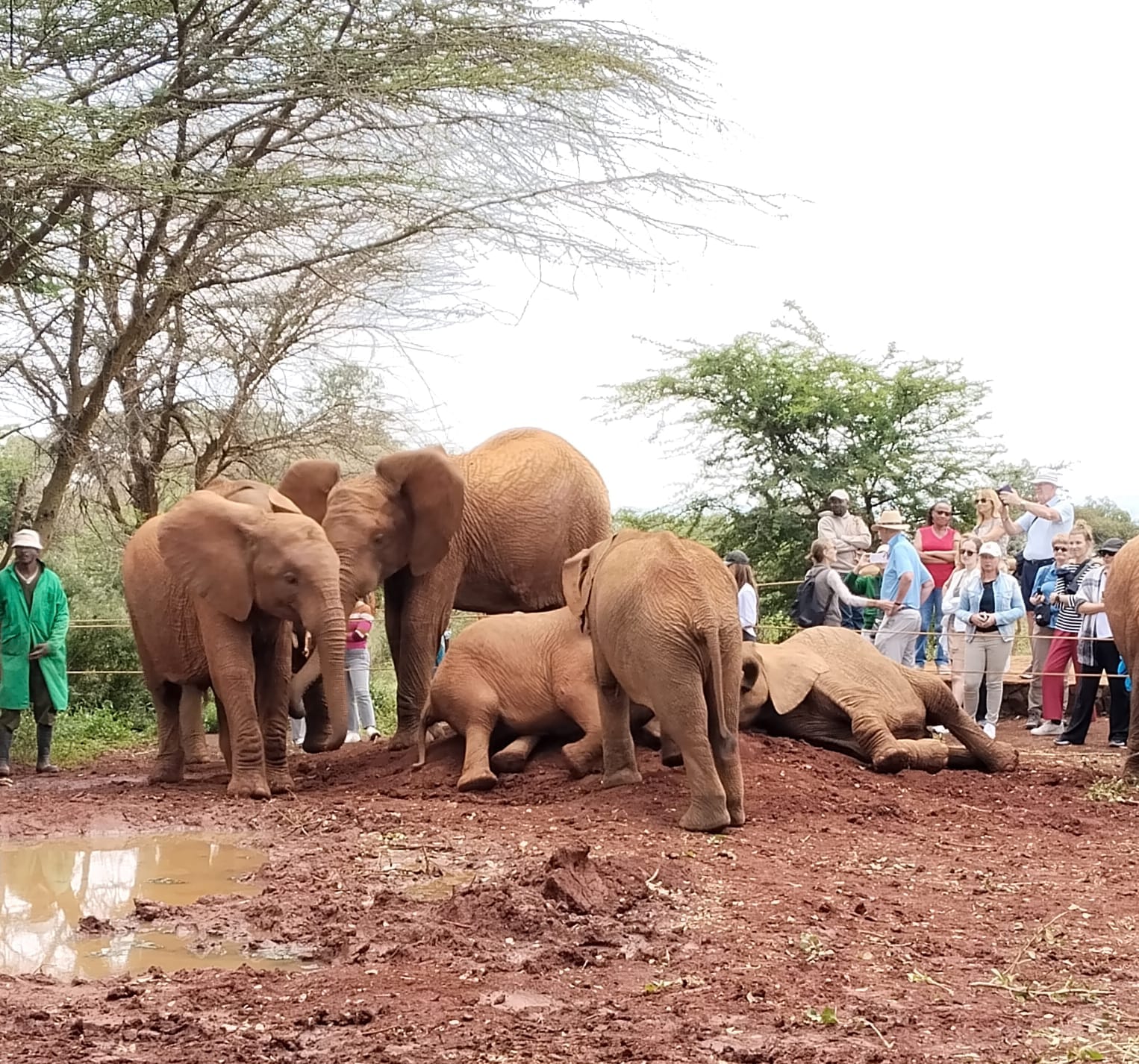 elephants  nursery- david-sheldrick