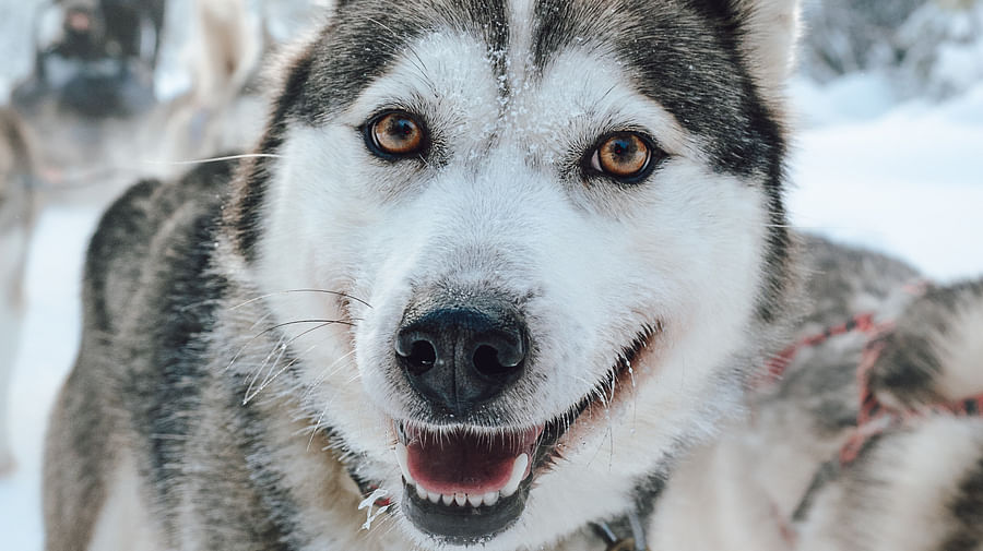 Husky ride, Husky safari, Siberian Husky,  Pure Lapland, Rovaniemi Lapland