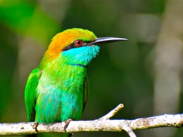 Bird Watching Tour in Colombo and Sri Lanka's Nature Spots