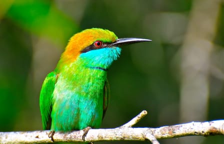 Bird Watching Sri Lanka
