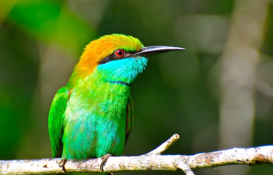 Bird Watching Sri Lanka