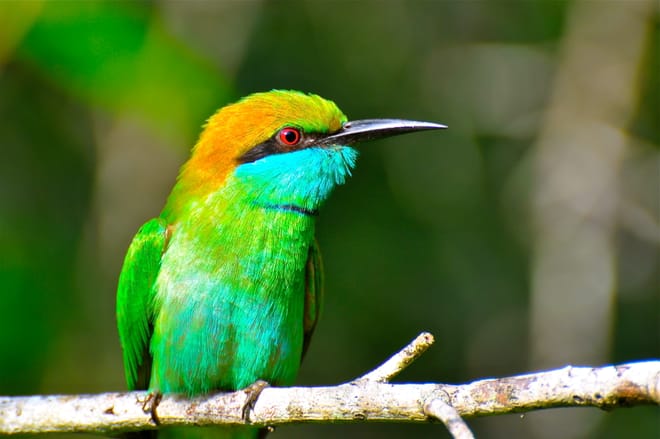Bird Watching Sri Lanka photo 2