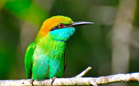 Bird Watching Tour in Colombo and Sri Lanka's Nature Spots