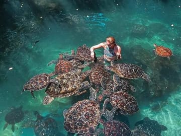 Zanzibar: Nungwi Turtle Aquarium Guided Half-Day Trip