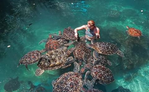 Zanzibar: Nungwi Turtle Aquarium Guided Half-Day Trip