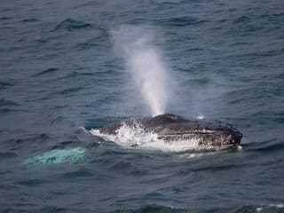Whales & Sea Angling, photo 11
