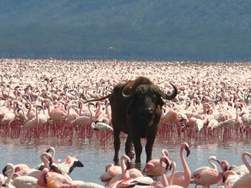 buffalo and pink flamingoes