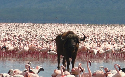 DAY TOUR TO LAKE NAKURU NATIONALPARK WITH OPTIONAL BOAT RIDE ON LAKE NAIVASHA