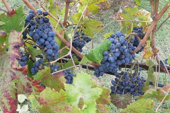 PRIVATE EXCURSION: Volterra & San Gimignano + wine tastings (from Livorno Port)  - Photo 4