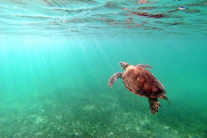 Snorkeling with Turtles and Cenote Tour from Riviera Maya photo 2