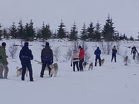 Hiking with Husky in Akureyri (private), photo 8
