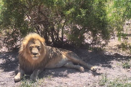 Aquila Game Reserve Big 5 Safari with Wine and Excluding Ticket