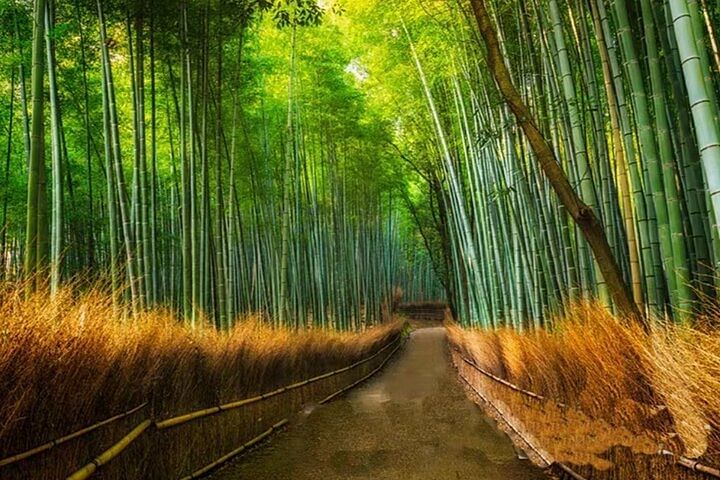 Arashiyama, SanzenIn and Bamboo Forest Day Tour from Kyoto/Osaka