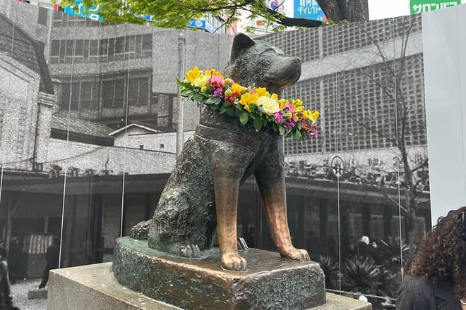 Hachi❤