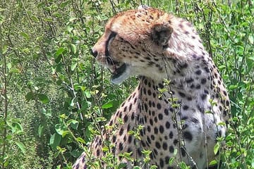5-Day Private Safari to Lake Nakuru and Maasai Mara, Kenya