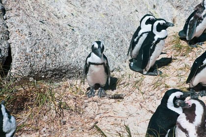 Table Mountain, Cape of good hope Full Day Shared Group Tour