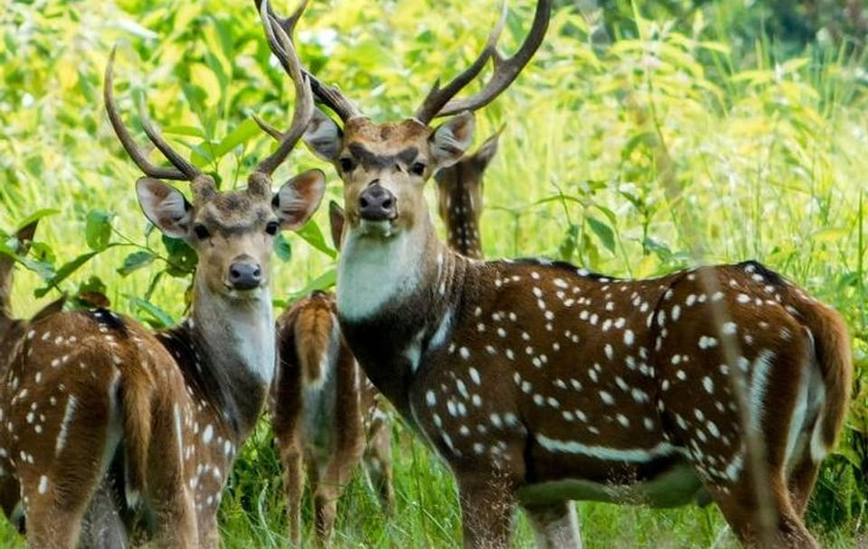 Wildlife Tour at Chitwan National Park